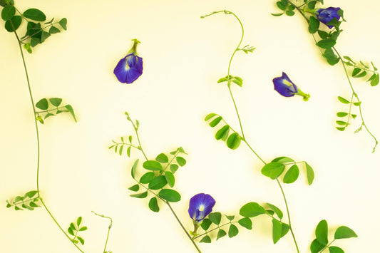 Close-up of butterfly pea flowers and green leaves on a pale background, depicting fresh botanical elements.