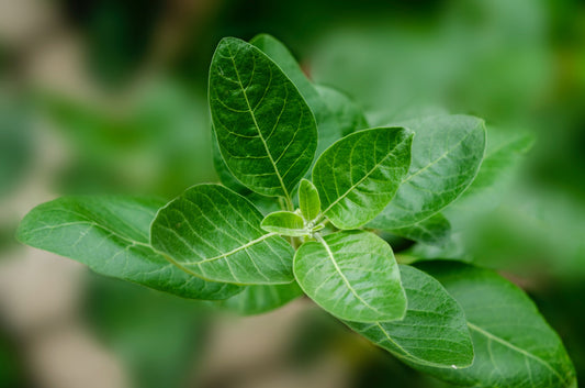 An Excellent Natural Remedy To Stress.