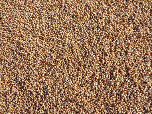 Discover the Power of Sorghum: A Nutrient-Packed Whole Grain You’ll Love